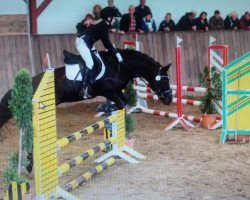 dressage horse R-Anthony (New Forest Pony, 2000, from Ashley Royale)