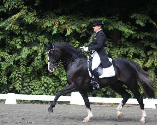 dressage horse Rocketti (Hanoverian, 2000, from Rotspon)
