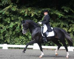 stallion Proud Rocketti (Hanoverian, 2000, from Rotspon)