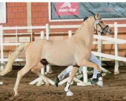 stallion Morgensterns Delicius (German Riding Pony, 2012, from FS Daddy Cool)