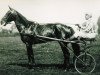 broodmare Alruna (US) (American Trotter, 1887, from Lord Russell 4677 (US))