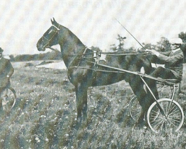 Deckhengst Goudster (NL) (Traber, 1902, von Allouez (US))