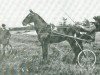 stallion Goudster (NL) (Traber, 1902, from Allouez (US))