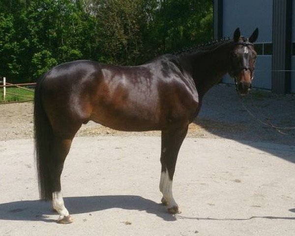 dressage horse Sir Rubinstein R (Württemberger, 2006, from Sir Oldenburg)