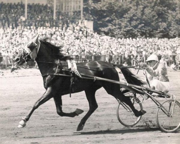 stallion Bento Kitty (NL) (Traber, 1960, from Lord Scotch (SE))