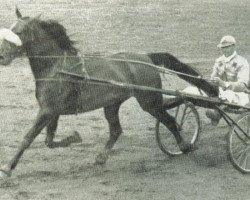 broodmare Kitty Zora (NL) (Traber, 1943, from Determination)