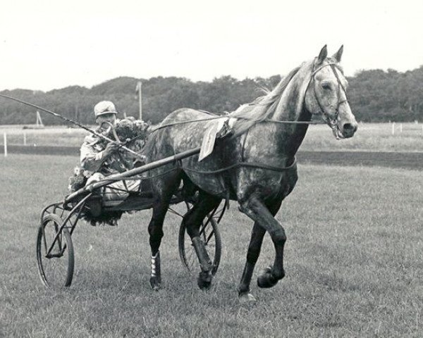 Deckhengst Tabor (NL) (unbekannt, 1952, von Premier Mars (FR))