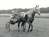 Deckhengst Tabor (NL) (unbekannt, 1952, von Premier Mars (FR))