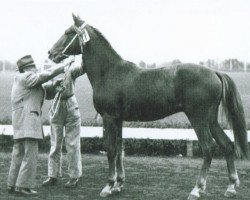 stallion Q William P (NL) (Traber, 1949, from Determination)