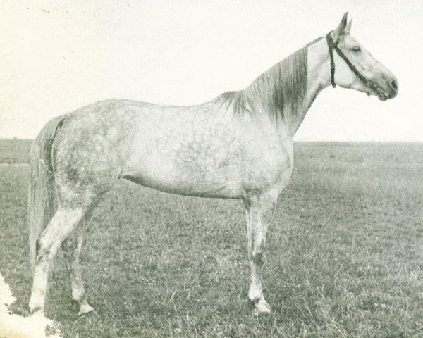 broodmare Gonny D (NL) (Traber, 1939, from Brother Hanover (US))