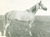 broodmare Gonny D (NL) (Traber, 1939, from Brother Hanover (US))