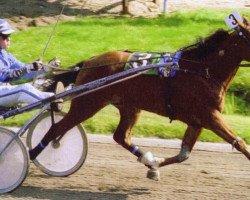 broodmare Ineke P Boko (NL) (Traber, 1991, from Rule The Wind (US))