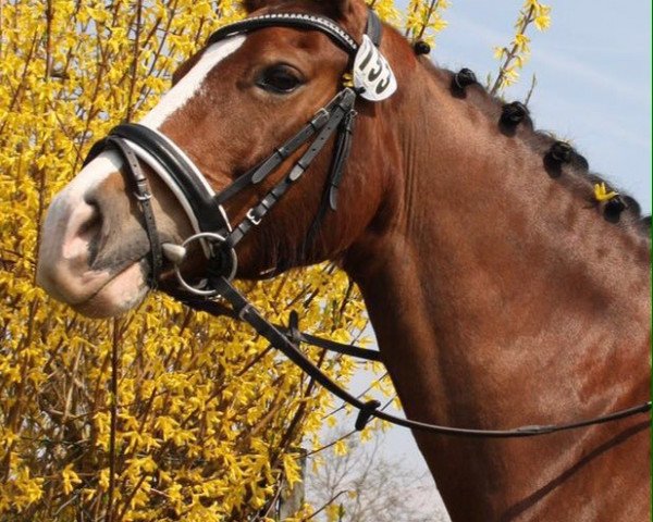 horse Mollify Sunset (Welsh-Cob (Sek. D), 2001, from Nebo Charles)