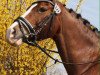 Pferd Mollify Sunset (Welsh-Cob (Sek. D), 2001, von Nebo Charles)