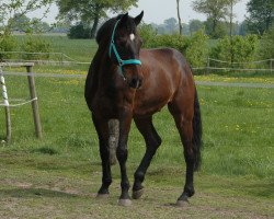 dressage horse Lavados 8 (Westphalian, 2002, from Levados)