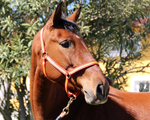 horse MARQUIANA (Pura Raza Espanola (PRE), 2012)