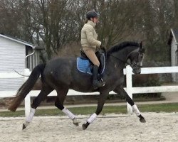 broodmare Blondy (Oldenburg, 2012, from Bordeaux 28)