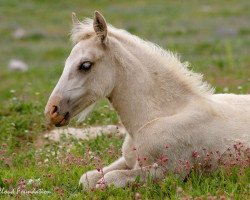 Pferd Encore (Mustang, 2013, von Cloud)