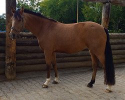 broodmare California 74 (German Riding Pony, 2007, from Classic Dancer I)