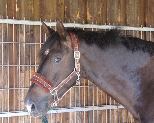 horse Bellini 49 (Trakehner, 2003, from Vivus)
