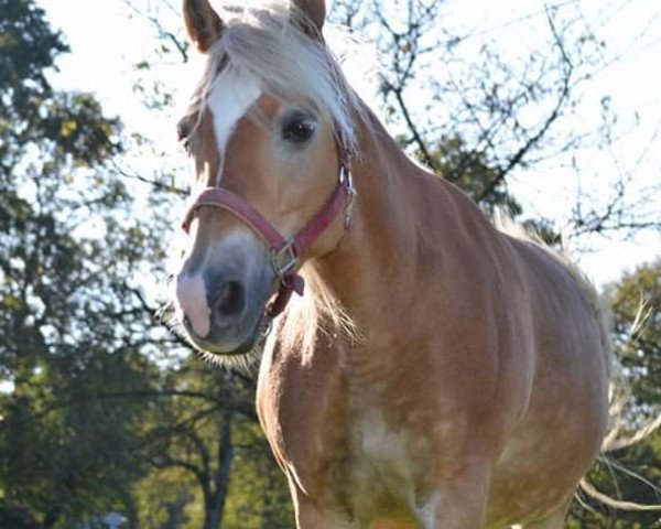 broodmare Akita (Haflinger, 1998, from Arimo (3,125% ox))