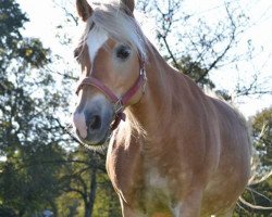 Pferd Akita (Haflinger, 1998, von Arimo (3,125% ox))