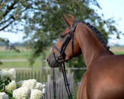 dressage horse Sambuca Dream (Oldenburg, 2008, from Sorento OLD)