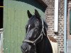 dressage horse Daiquiri Royal (Hanoverian, 2008, from Don Frederico)