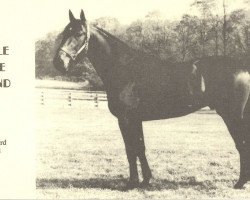 stallion Rule The Wind (US) (American Trotter, 1985, from Speedy Crown 9498H (US))