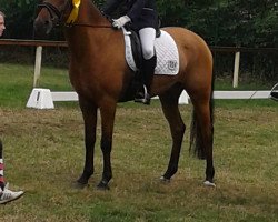 Springpferd Wimbly Star (Nederlands Rijpaarden en Pony, 2004)