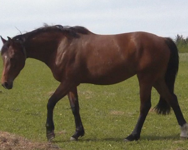 dressage horse Ulana (Oldenburg, 2009, from Sir Floggensee)