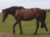 dressage horse Ulana (Oldenburg, 2009, from Sir Floggensee)