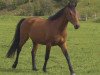 dressage horse Christo (Oldenburg, 2009, from Cracker Jack 5)