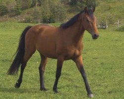 dressage horse Christo (Oldenburg, 2009, from Cracker Jack 5)