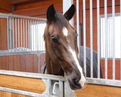 dressage horse Dorincourt 4 (Rhinelander, 2009, from Diamond Hit)