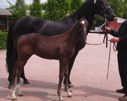 dressage horse Sommernachtstraum (Oldenburg, 2012, from Sungold 2)