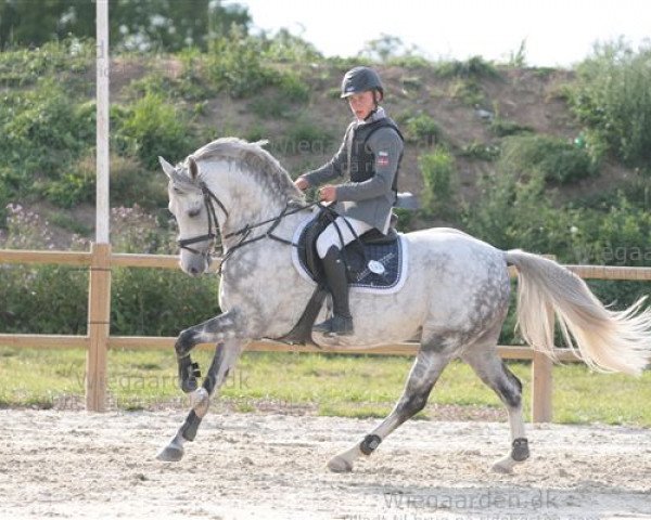 horse Darko (German Riding Pony, 2000, from Hondsrug Don Gregory)