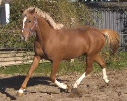 stallion Lorenzo 20 (German Riding Pony, 2008, from Coelenhage's Lord)