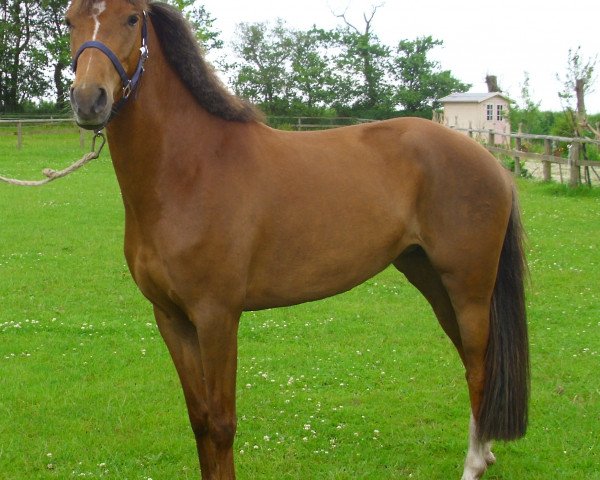 dressage horse Betty (German Riding Pony, 2009, from Boogie Woogie)