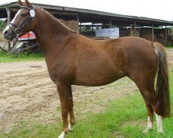 Springpferd Bea (Deutsches Reitpony, 2010, von Lukas)