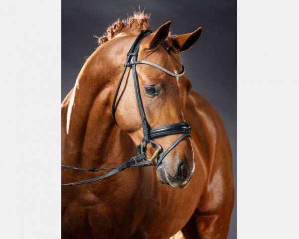 stallion Cracker Boy (German Riding Pony, 2013, from FS Cracker Jack)