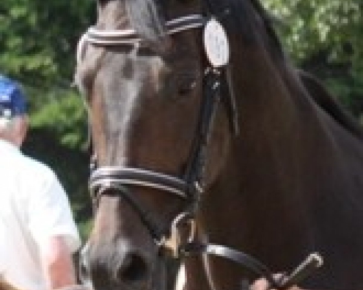 Zuchtstute Rana (Holsteiner, 2001, von Dream of Glory)