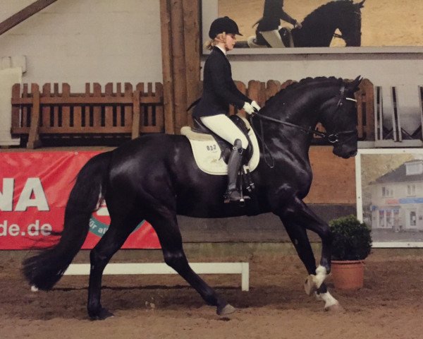 dressage horse Capote M (Oldenburg, 2011, from Count Up)