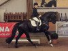 dressage horse Capote M (Oldenburg, 2011, from Count Up)