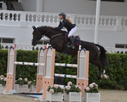 jumper Sandi Puigroq (Spanish Sport Horse, 2007, from Diamant de Semilly)