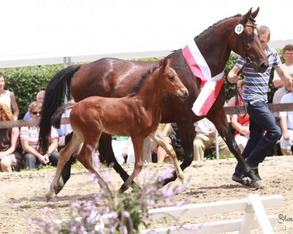 jumper Calimero Sun D (Westphalian, 2010, from Capistrano 2)