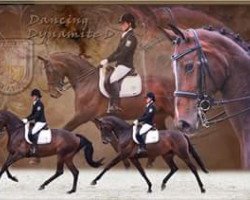 dressage horse Dancing Dynamit D (Westfale, 2006, from Don Bedo I)