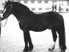 stallion Steggbest (NO) (Scandinavian draft horse trotting, 1947, from Steggbest (NO))