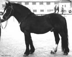 Deckhengst Steggbest (NO) (Skandinavischer Kaltbluttraber, 1947, von Steggbest (NO))