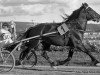 stallion Vinvar (NO) (Scandinavian draft horse trotting, 1946)